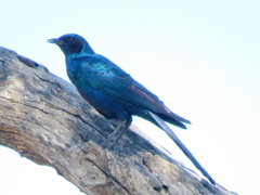 Lamprotornis australis