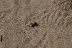 Cicindela scutellaris