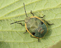Chlorochroa