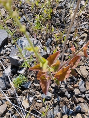 Mirabilis viscosa