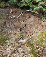 Crotalus oreganus oreganus