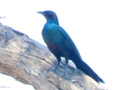 Lamprotornis australis