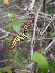 Datana ranaeceps