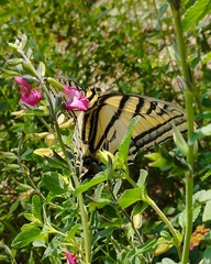 Papilio multicaudata multicaudata
