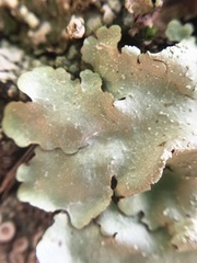 Flavopunctelia flaventior