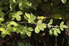 Chamaecytisus hirsutus