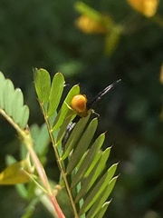 Thomisidae