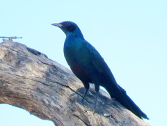 Lamprotornis australis