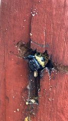 Xylocopa virginica virginica
