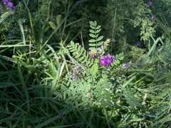 Astragalus davuricus