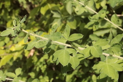 Chamaecytisus hirsutus