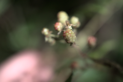 Rubus allegheniensis