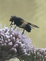 Volucella pellucens