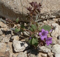 Phacelia pulchella