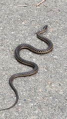 Thamnophis elegans vagrans