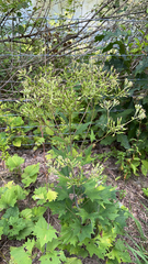 Arnoglossum atriplicifolium