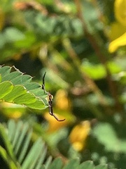 Thomisidae