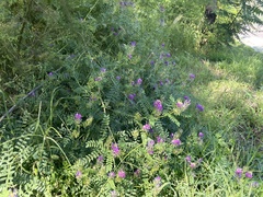 Astragalus davuricus