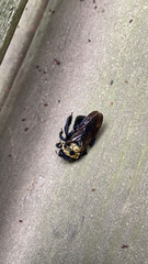 Xylocopa virginica virginica