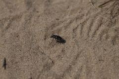 Cicindela scutellaris