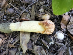 Phallus ravenelii