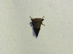 Telamona ampelopsidis