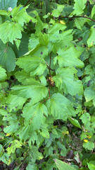 Physocarpus opulifolius