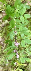 Lespedeza violacea