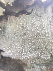 Lecanora caesiorubella
