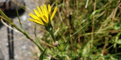 Tragopogon pratensis