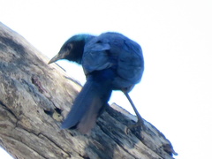 Lamprotornis australis
