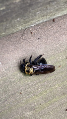 Xylocopa virginica virginica