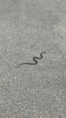 Thamnophis elegans vagrans