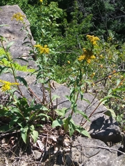 Solidago juncea