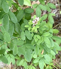 Lespedeza violacea