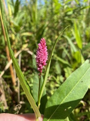 Persicaria amphibia