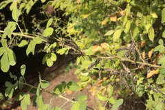 Chamaecytisus hirsutus