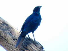 Lamprotornis australis