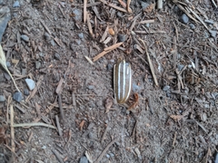 Polyphylla decemlineata