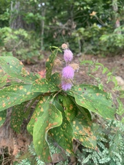 Mimosa microphylla