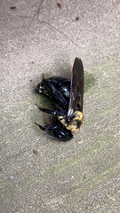 Xylocopa virginica virginica
