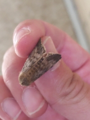 Lymantria dispar