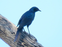 Lamprotornis australis