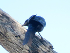 Lamprotornis australis