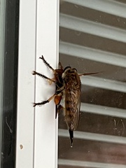 Promachus rufipes