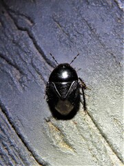 Pangaeus bilineatus