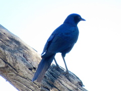 Lamprotornis australis