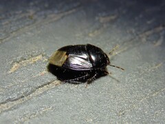 Pangaeus bilineatus