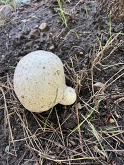 Calvatia booniana