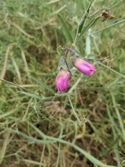 Lathyrus